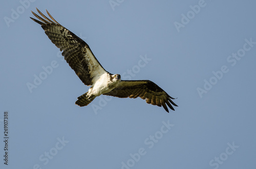 Osprey Making Direct Eye Contact While Flying in a Blue Sky