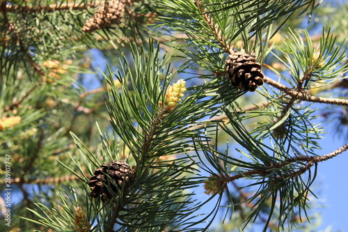 Cones  needles  branches of pine tree plant with blue sky background