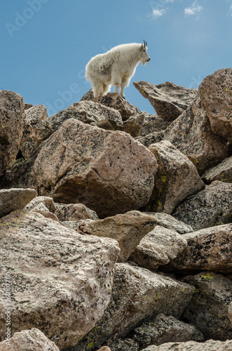 Goat Standing on Rocks Vertical
