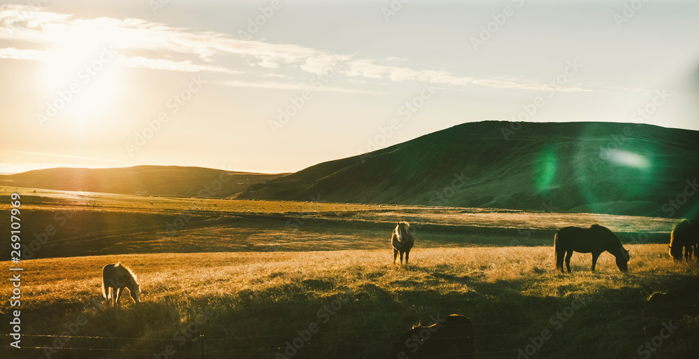 Icelandic landscapes, sunset in a meadow with horses grazing  backlight