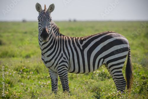 Lone zebra standing in the grass of the Serengeti