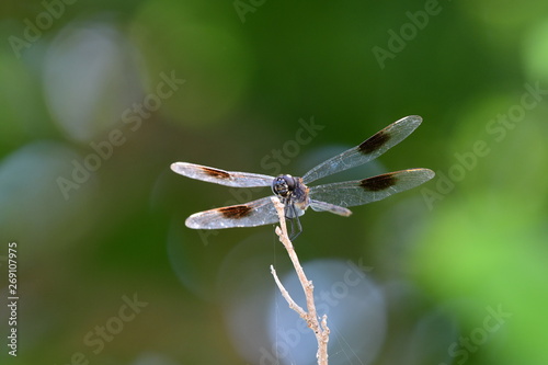 dragonfly in natural green surroundings