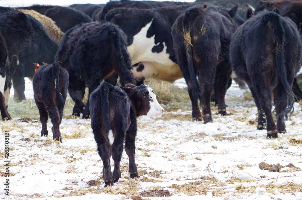 Fototapeta premium Beef 2