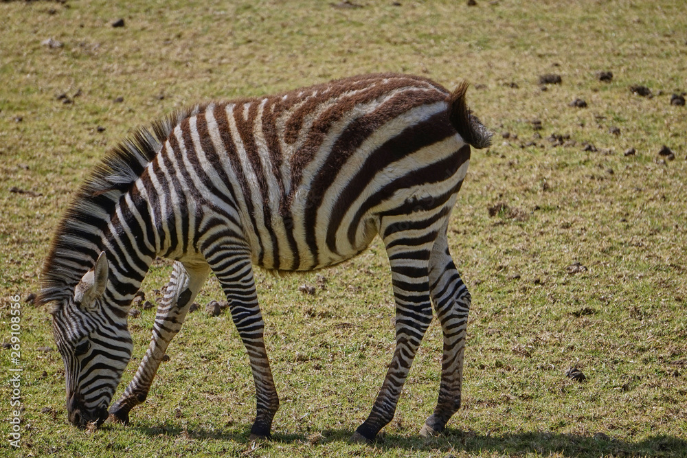 Naklejka premium cebra