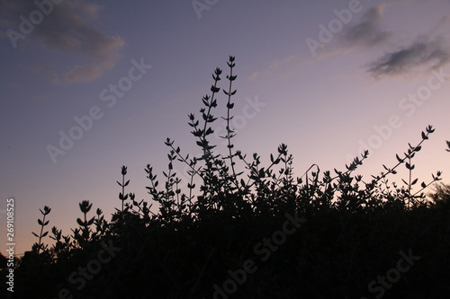 silhouette of a plant at sunset