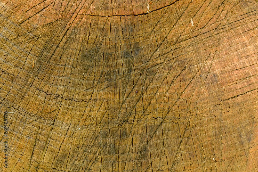 Fototapeta premium Natural wooden texture for the background. Cross section