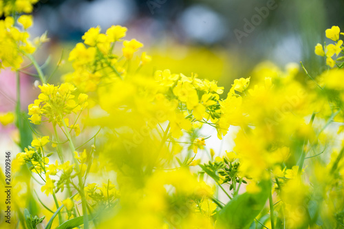 노란 유채꽃