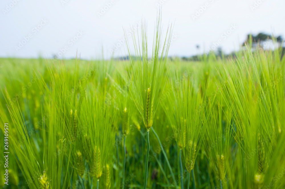 Obraz premium 푸르른 보리밭