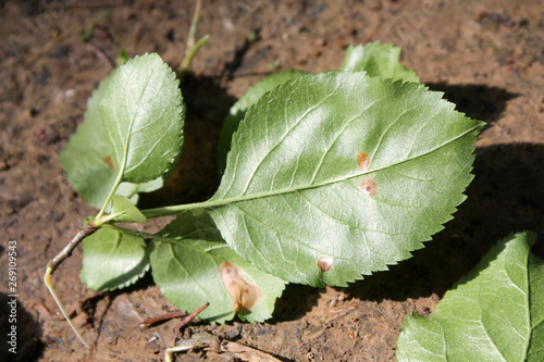 European crab apple (Malus sylvestris) green leaf with mine of Black-stigma case-bearer moth (Coleophora hemerobiella), Belarus photo