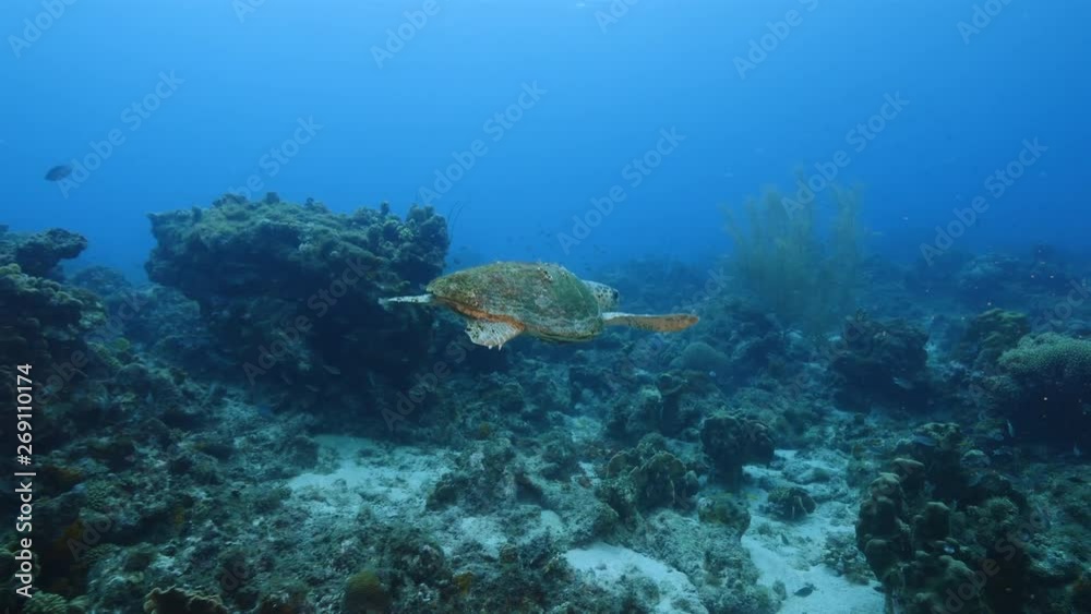 Loggerhead Sea Turtle in coral reef of Caribbean Sea around Curacao Loggerhead Sea Turtle in coral reef of Caribbean Sea around Curacao