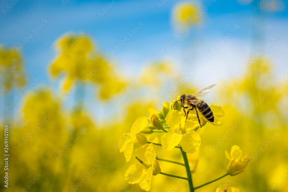 Honeybee isolated on canola flower under blue sky Honeybee isolated on canola flower under blue sky