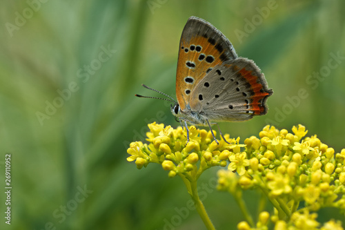 Copper butterfly © 一正 執行