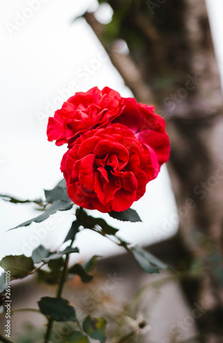 Rosas