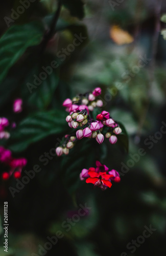 Flor