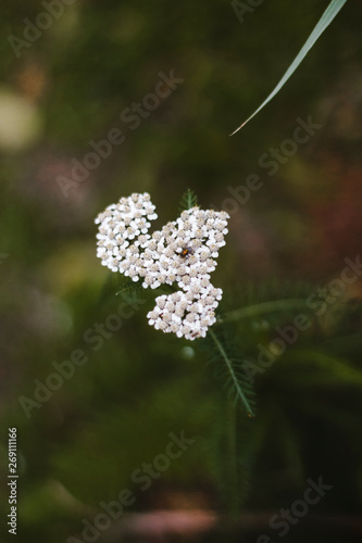 Flor