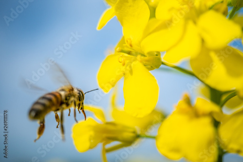 Working bee in flight to canola flower under the blue sky, macro shoot