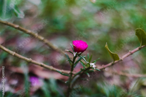 Flor rosa