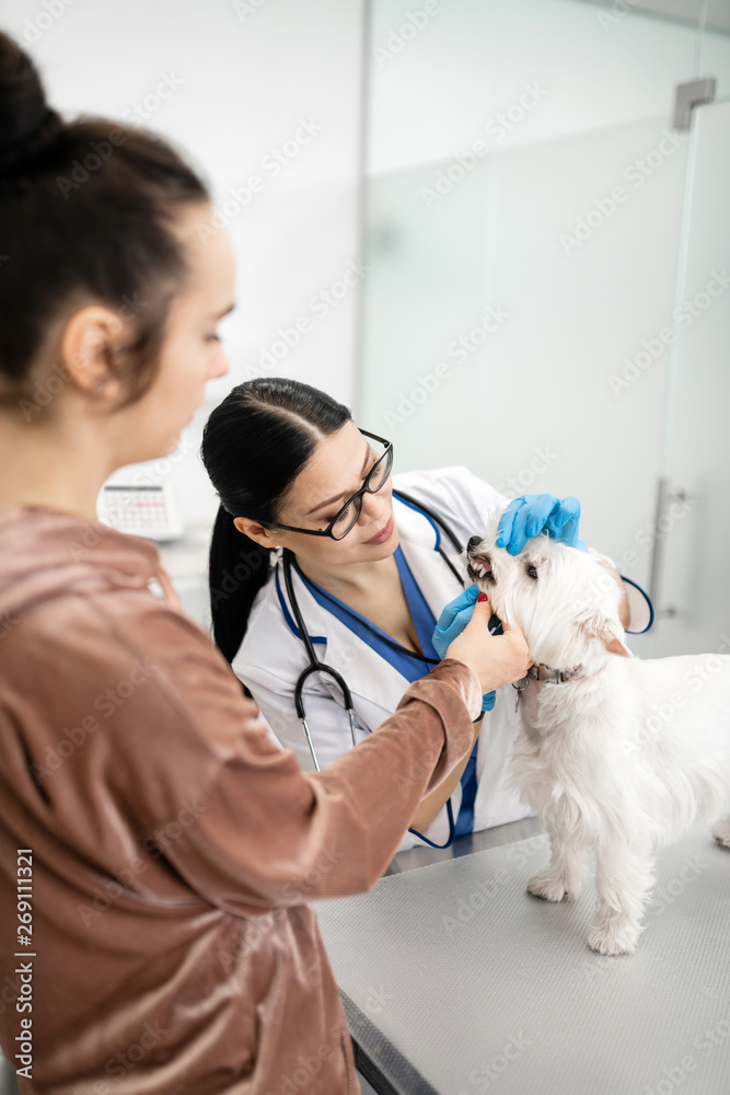 Dark-haired woman bringing her cute white dog to vet