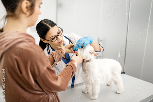 Dark-haired vet wearing glasses examining little white dog