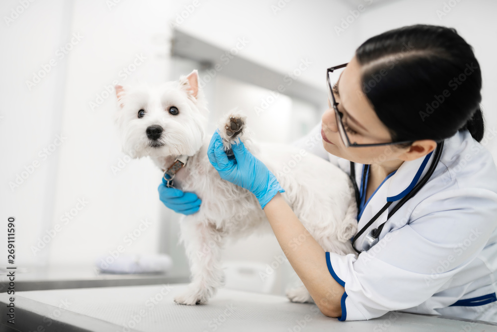 Dark-haired vet wearing blue gloves looking at paws of little dog Dark-haired vet wearing blue gloves looking at paws of little dog