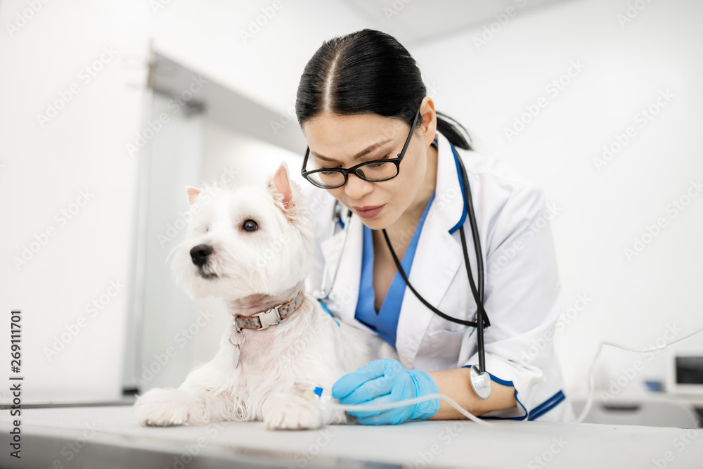 Female vet wearing glasses putting drip for white dog Female vet wearing glasses putting drip for white dog