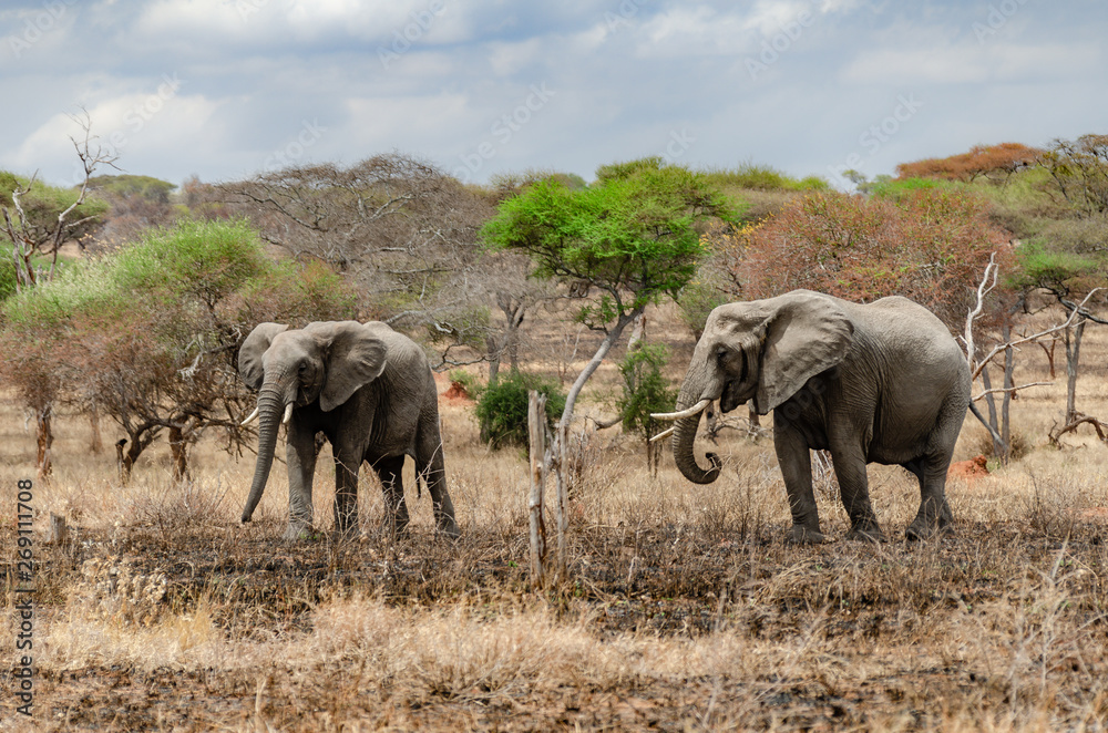 Fototapeta premium Elephants walking through dusty dry trees and dead grasslands