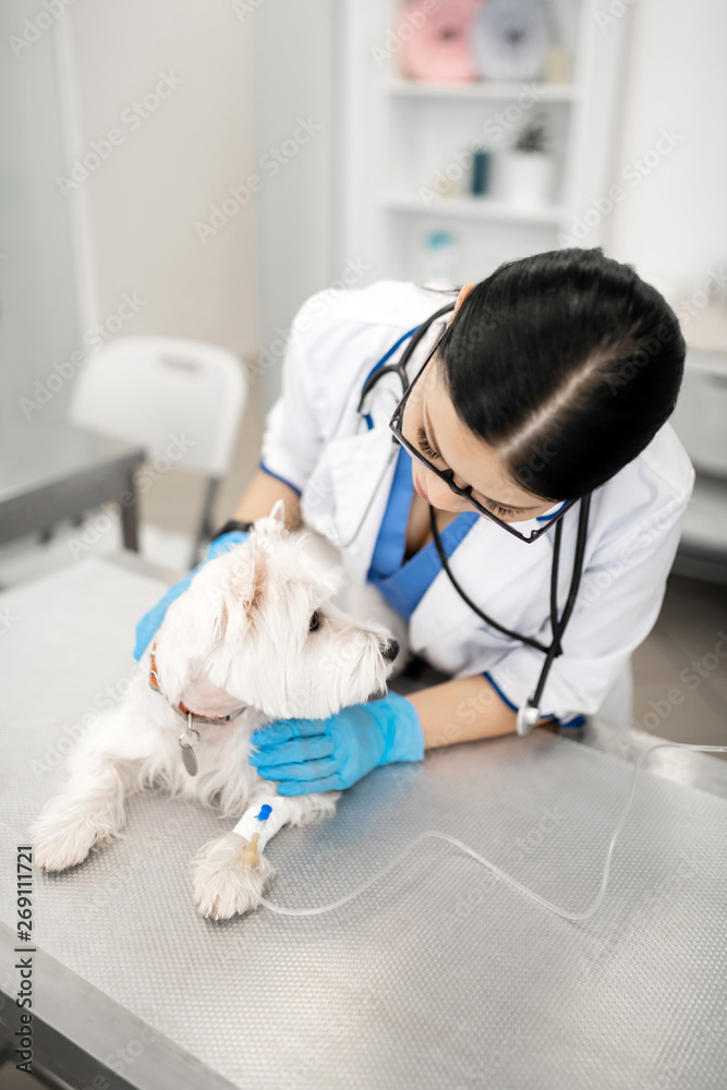 Dark-haired vet taking care of dog having vitamin drip Dark-haired vet taking care of dog having vitamin drip