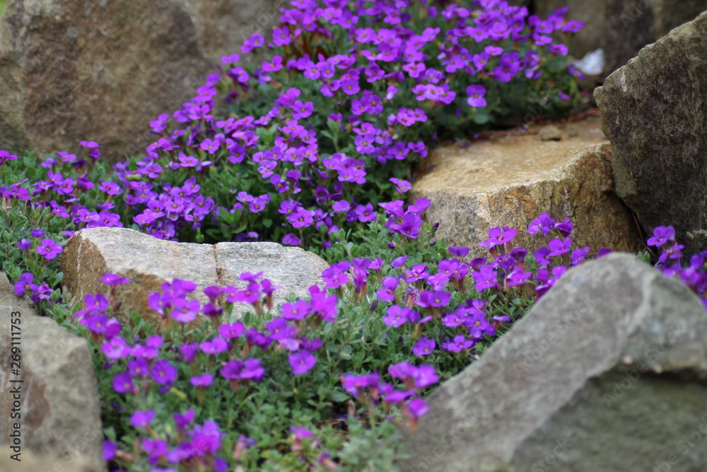 Fototapeta premium purple flowers in the garden