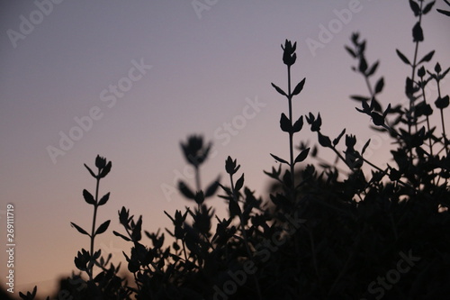silhouette of a plant after sunset 2