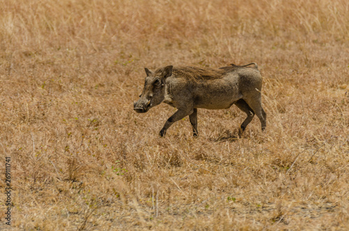 Common African Warthog trotting through dried grasslands in Tanzania