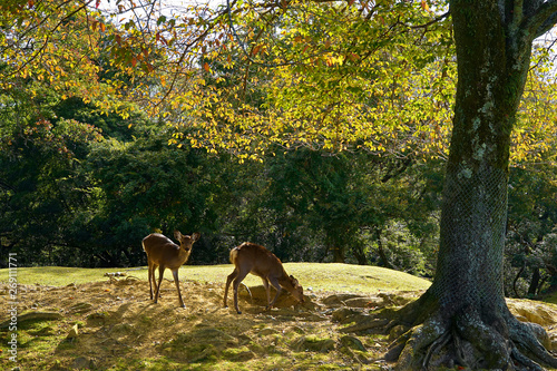 Deers in the park © 一正 執行