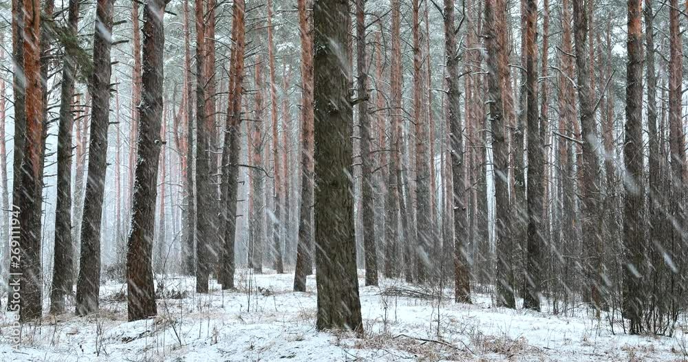Winter Snowy Forest Park During Snowfall Blizzard. Snowy Coniferous Forest. Winter Snowy Forest Park During Snowfall Blizzard. Snowy Coniferous Forest.