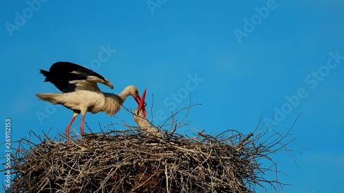Adult European White Stork - Ciconia Ciconia - Sitting In Nest In Sunny Spring Day. Belarus, Belarusian Nature. Stork Puts Things In Order In Nest
