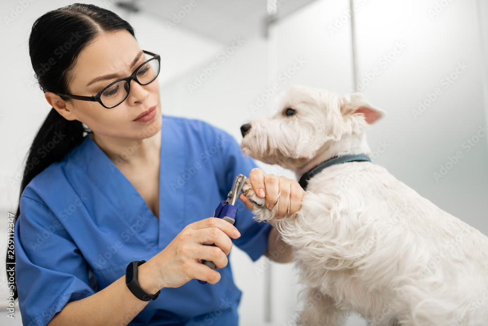 Dark-haired vet wearing glasses cutting paws for white dog Dark-haired vet wearing glasses cutting paws for white dog