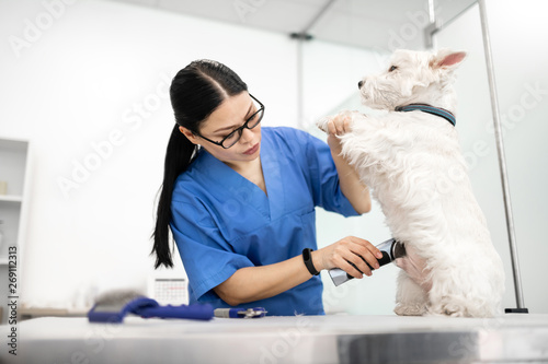 White dog sitting calm while caring vet shaving its hair