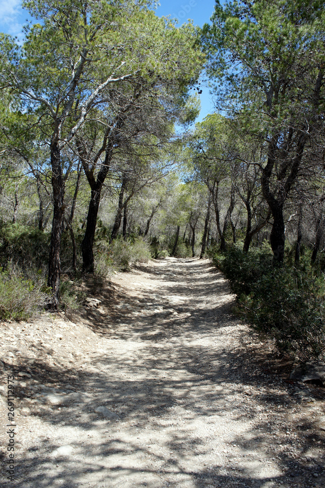 Forest road among the mountain pines of Ibiza island. Forest road among the mountain pines of Ibiza island.