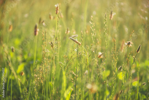 tall grass with golden light for nature backgrounds