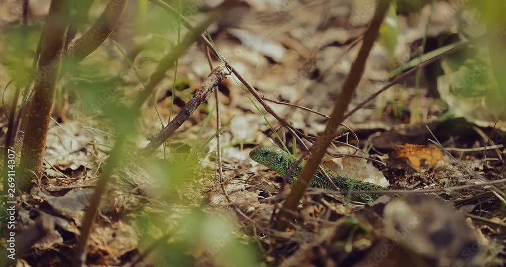 Little green lizard sits in the grass in the forest. Close-up. Little green lizard sits in the grass in the forest. Close-up.