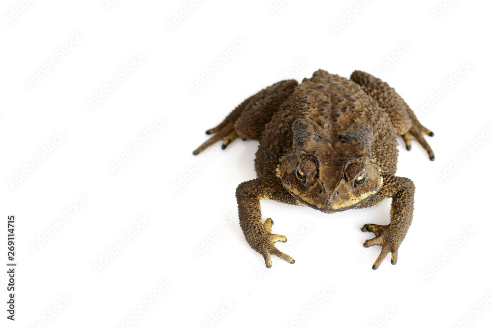 Obraz premium Image of toad(Bufonidae) isolated on a white background. Amphibian. Animal.