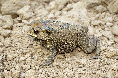 Image of toad(bufonidae) is on the soil lump. Amphibian. Animal.
