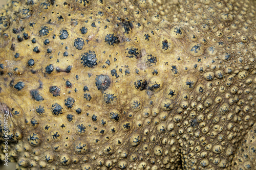 Image of toad skin texture selective focus.(bufonidae). Amphibian. Animal.