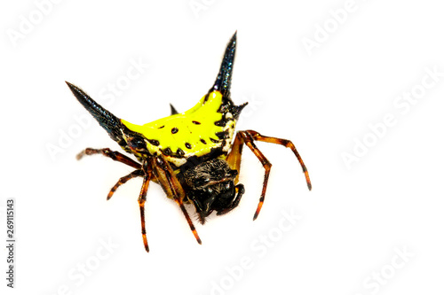 Image of Hasselt's spiny spider (Gasteracantha hasselti) on a white background. Insect. Animal.