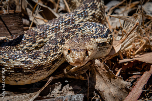 A Pacific Gopher Snake (Pituophis catenifer ) is poised to strike, in the hills of Monterey, California.