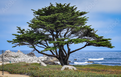 A lone Monterey Cypress tree (Cupressus macrocarpa) stands along the beach of the  rocky Pacific Coast in central California (Pacific Grove), USA photo