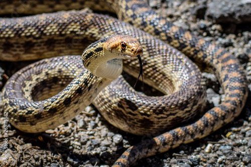 A Pacific Gopher Snake (Pituophis catenifer ) is poised to strike, in the hills of Monterey, California.