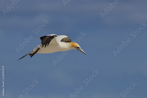 Obraz na plátně australasian gannet