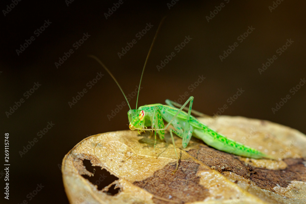 Image of green mantis(Hierodula patellifera) on leaves. Insect, Animal. Image of green mantis(Hierodula patellifera) on leaves. Insect, Animal.