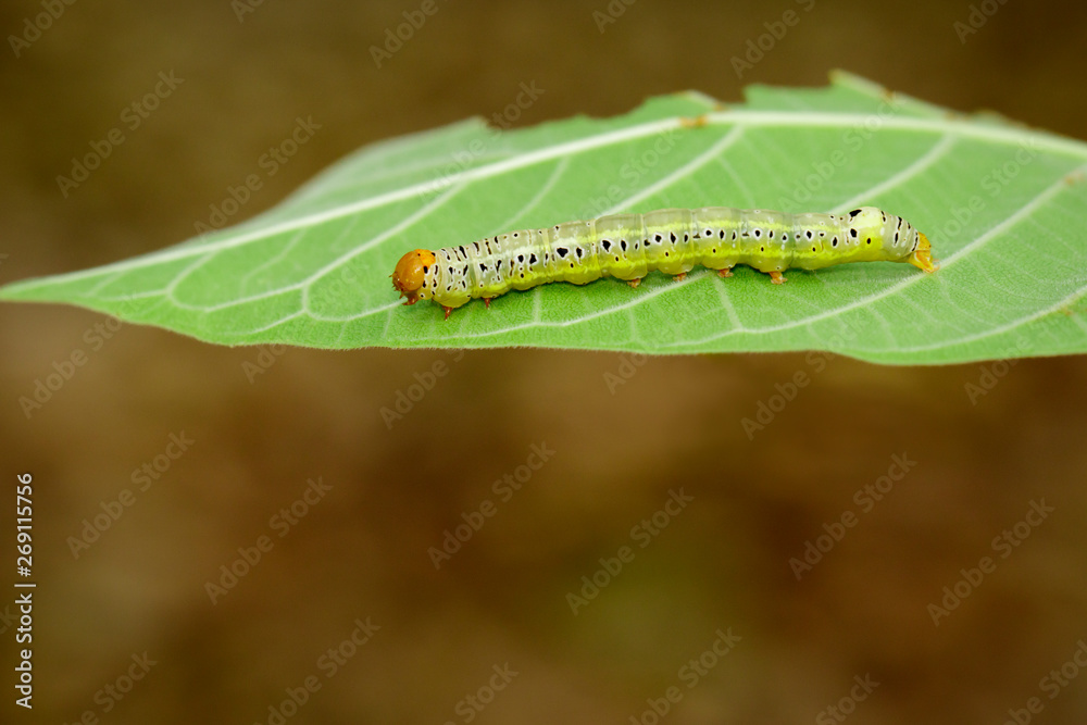 Image of Green worms (caterpillars) on green leaf. Insect. Animal. Image of Green worms (caterpillars) on green leaf. Insect. Animal.
