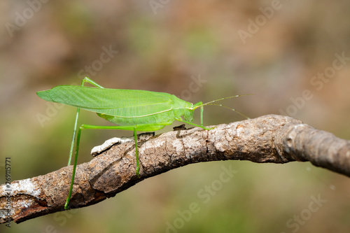 Image of green bush-cricket long horned grasshopper on brown branch. Insect. Animal.
