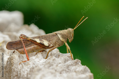 Image of Brown grasshopper (Apalacris varicornis) on stump. Insect. Animal. photo